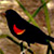 Red-winged Blackbird Cabinet