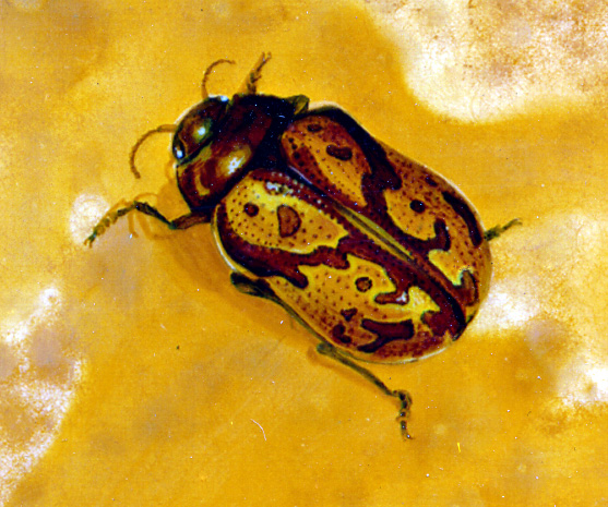 Insect Paintings