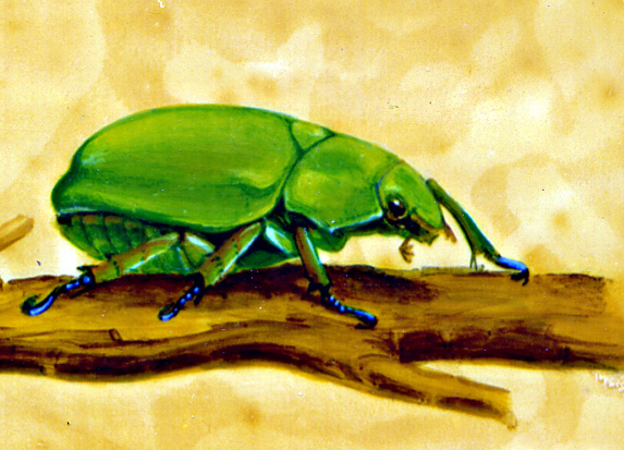 Insect Paintings
