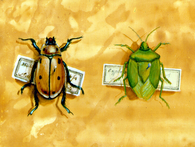 Insect Paintings